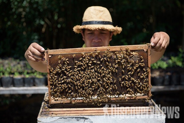 사진= 보홀 꿀벌 농장
