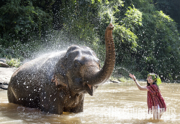 사진= [치앙마이엘리펀트프렌즈] 태국 치앙마이 코끼리와의 하루 일정 중 강에서 물놀이하는 모습