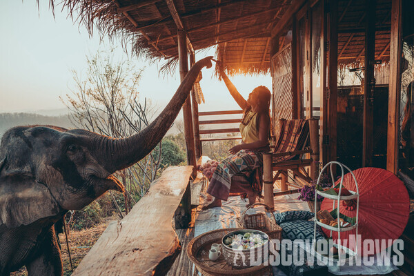 사진= [치앙마이엘리펀트프렌즈] 태국 치앙마이 코끼리와의 하루 일정 중 코끼리 먹이주기 체험